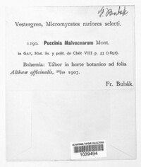 Puccinia malvacearum image